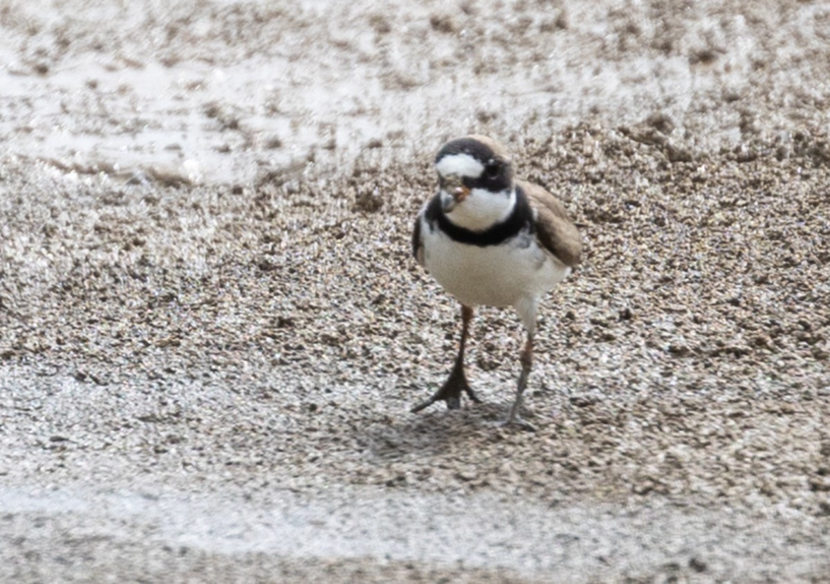 Semipalmated Plover - ML618454900