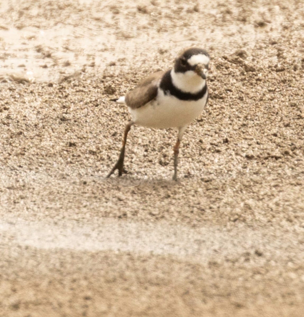 Semipalmated Plover - ML618454901