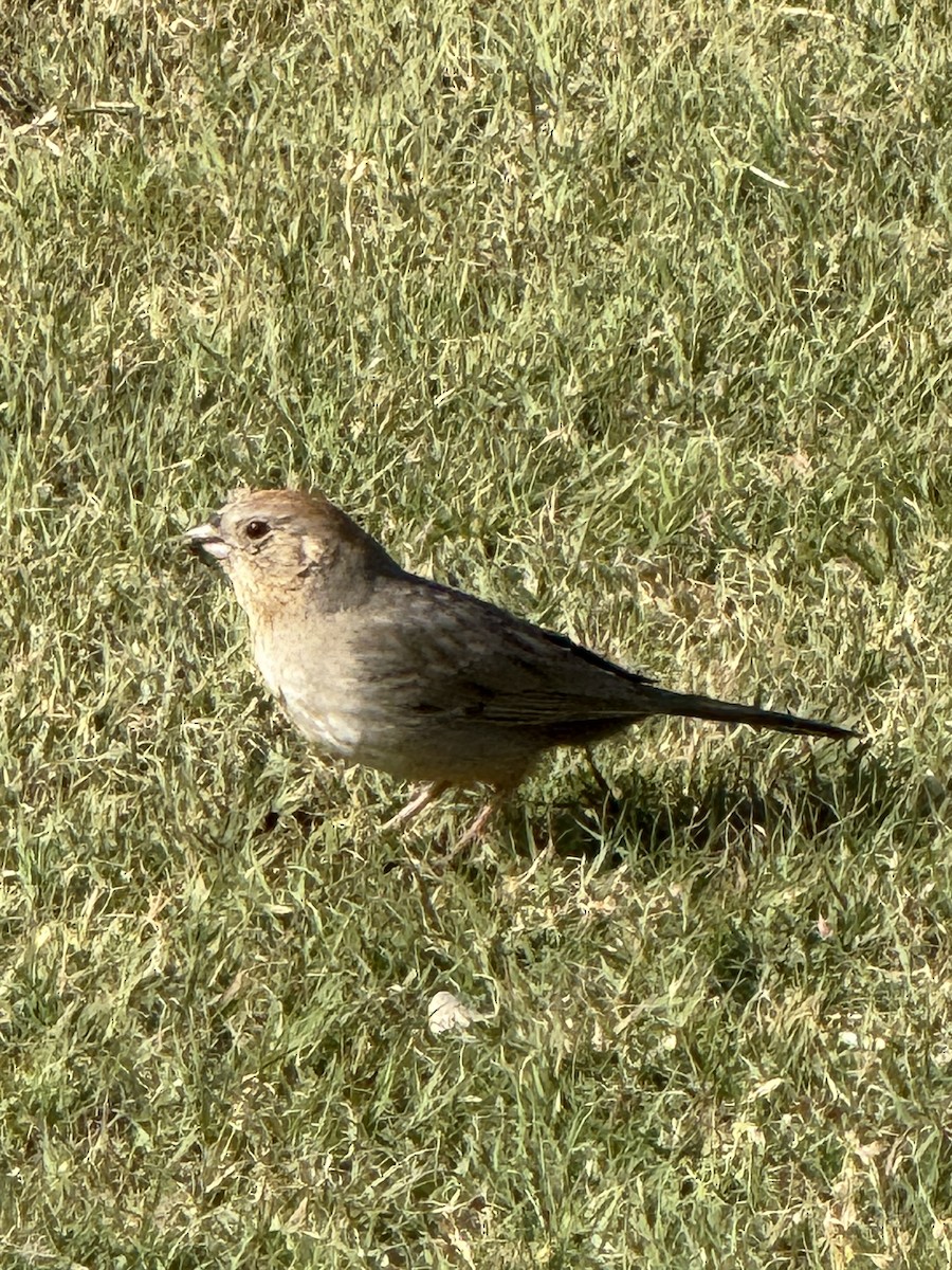 Canyon Towhee - ML618454903