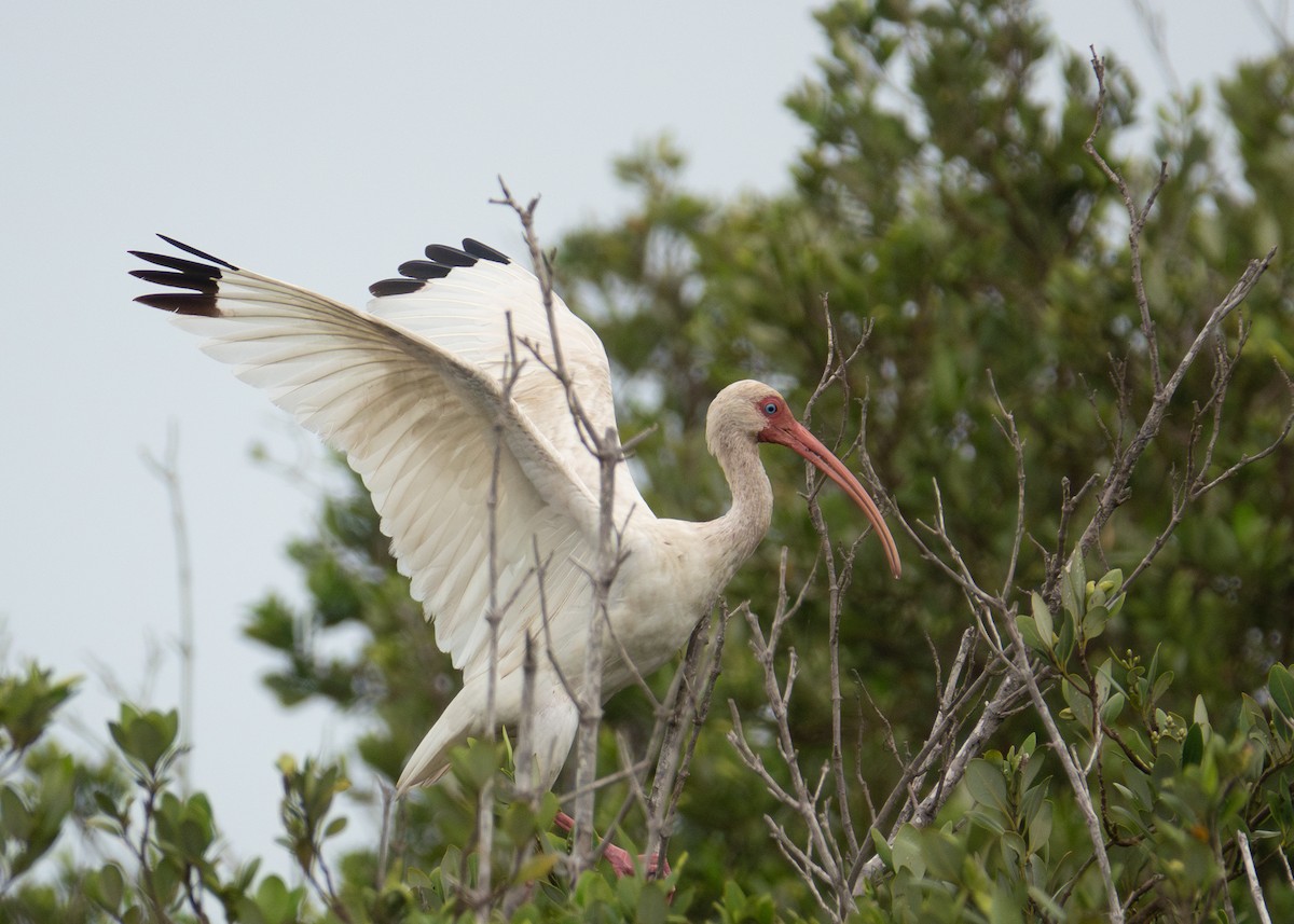 White Ibis - Andrew Bates