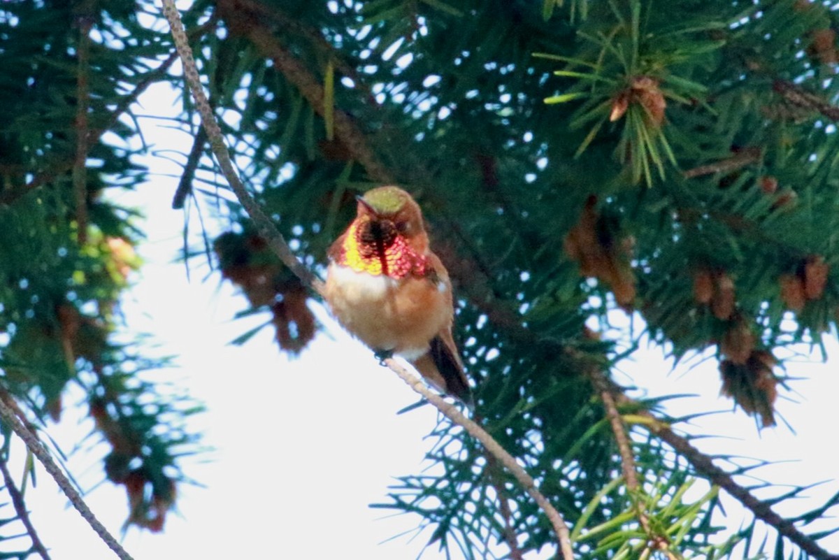 Rufous Hummingbird - Brian White