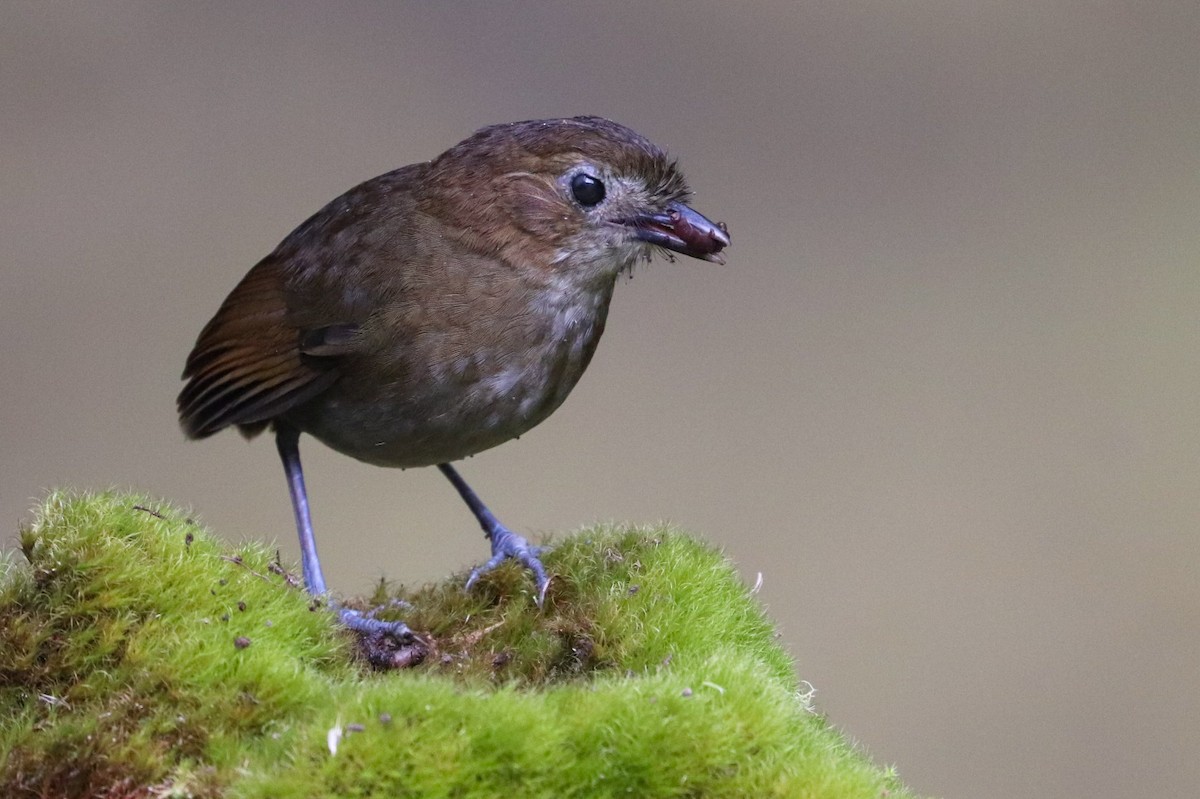 Brown-banded Antpitta - Martina Nordstrand