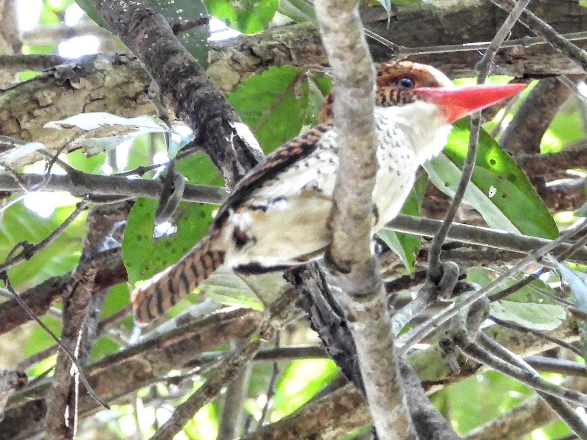 Banded Kingfisher - Warren Regelmann