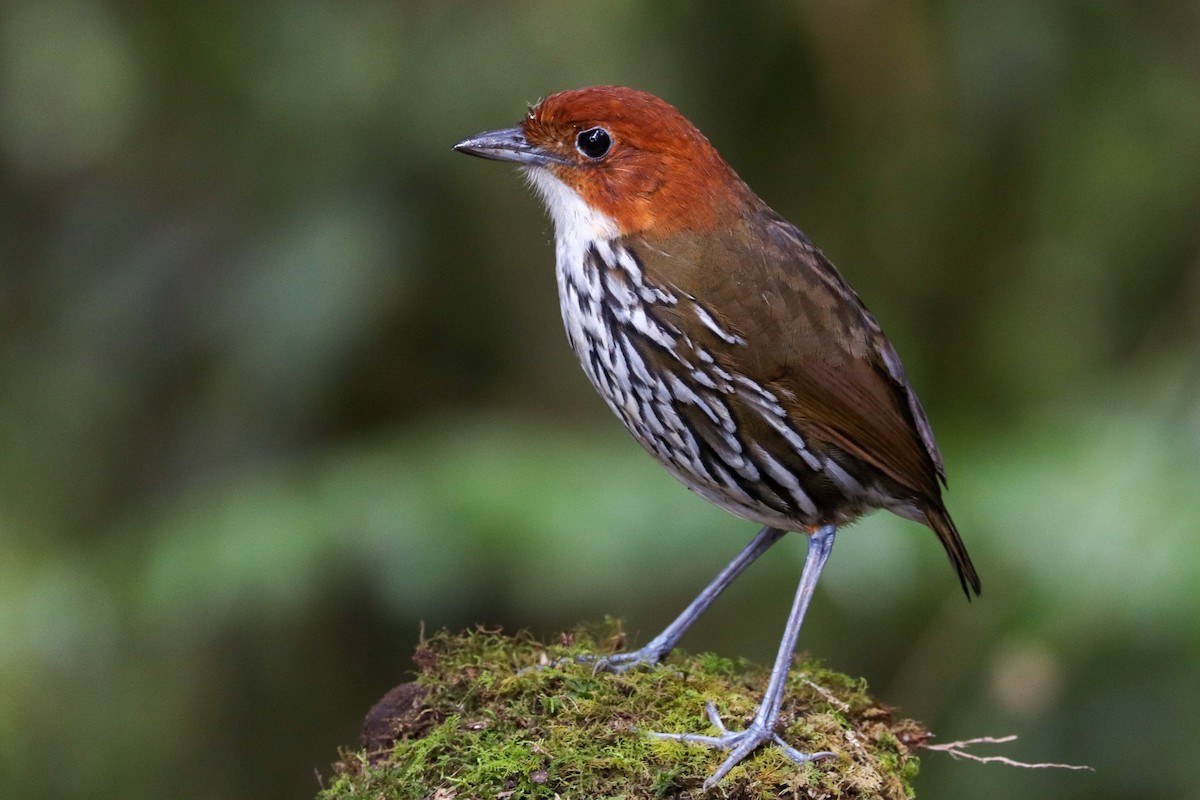 Chestnut-crowned Antpitta - ML618454968