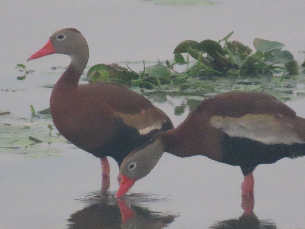 Black-bellied Whistling-Duck - Andrew Ippel