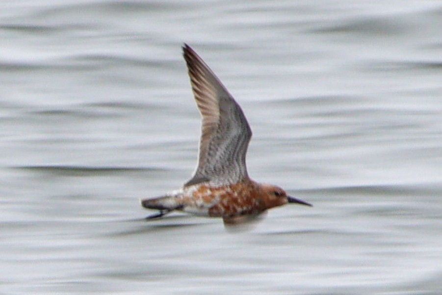 Red Knot - ML618454993