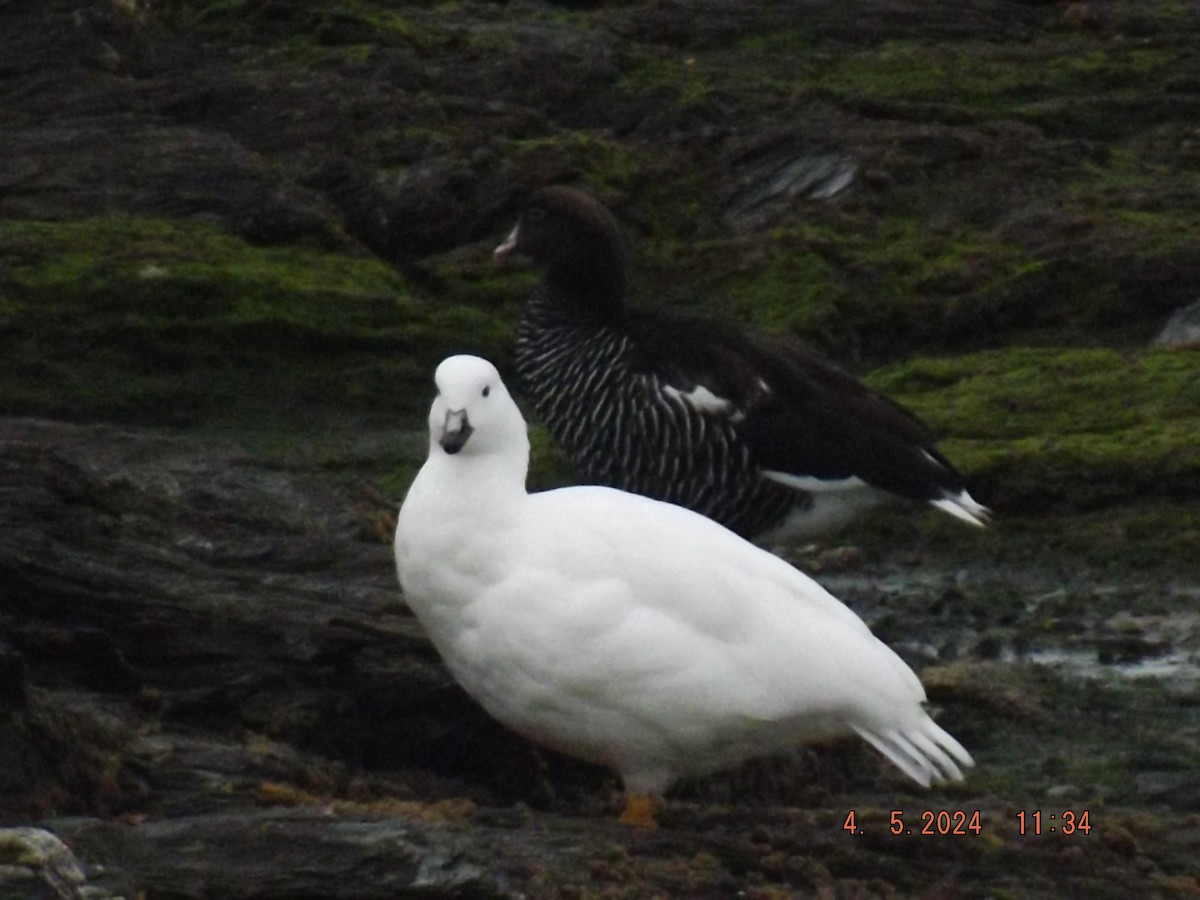 Kelp Goose - Gustavo Bahamondes