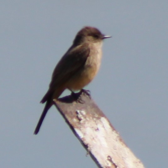 Say's Phoebe - ML618455043