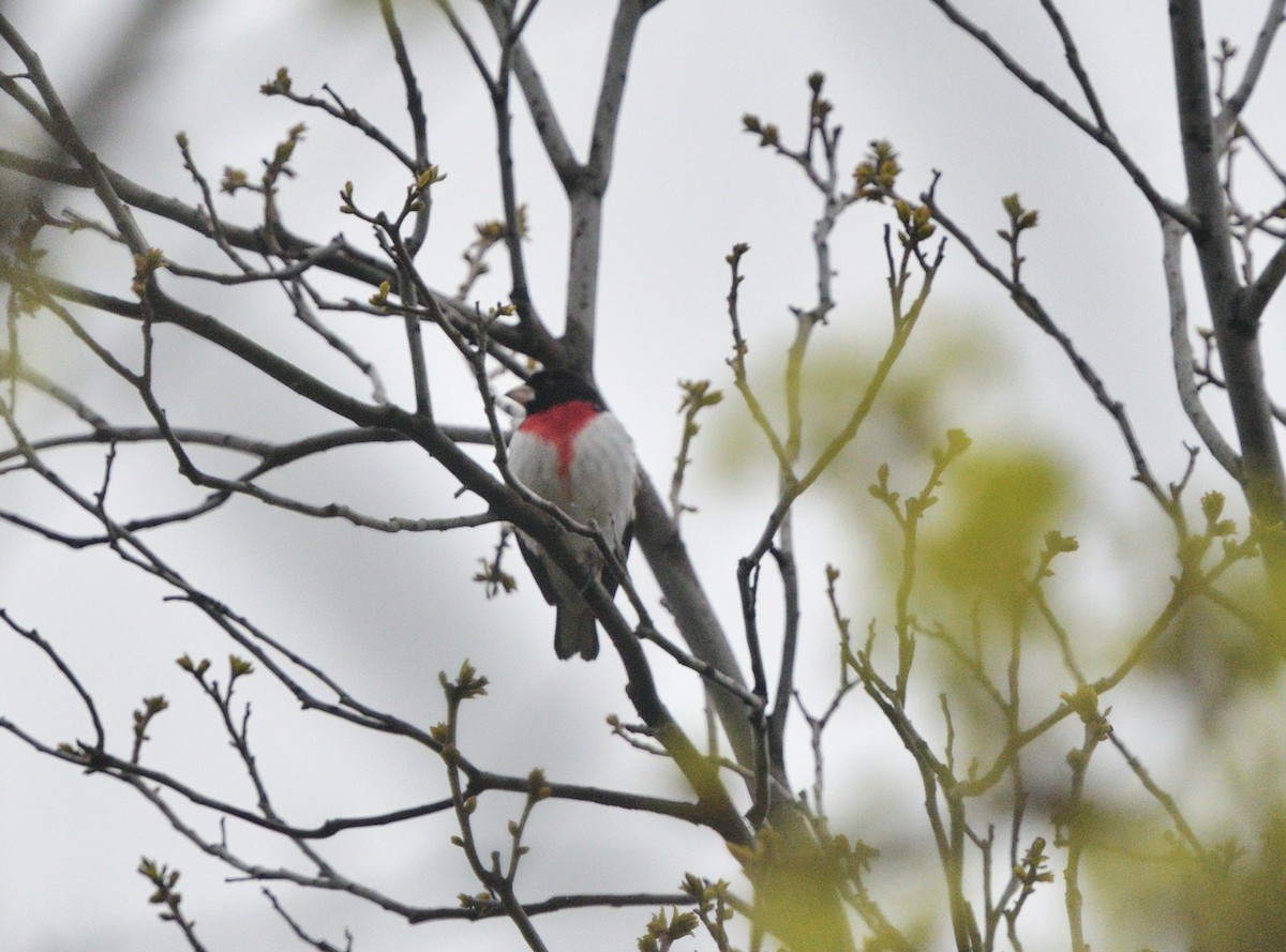 Rose-breasted Grosbeak - ML618455048