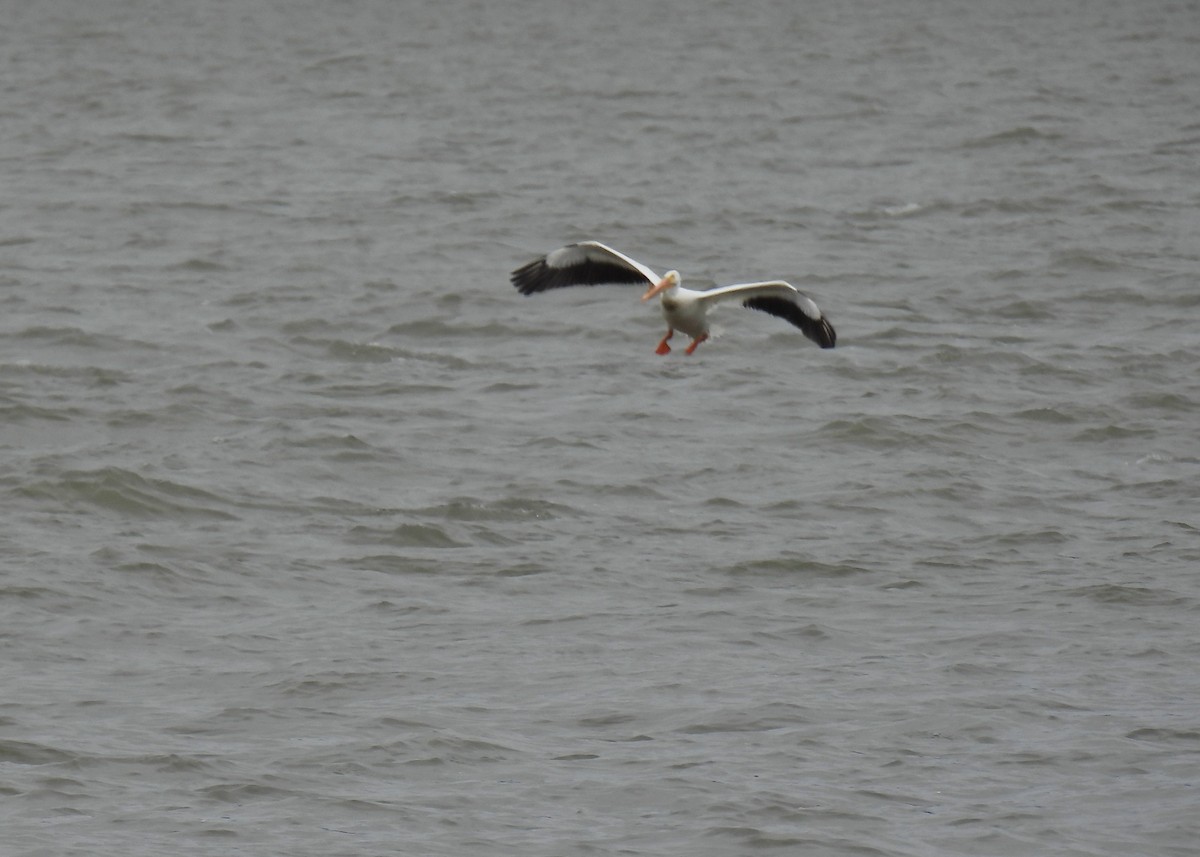 American White Pelican - Cathy Weiner