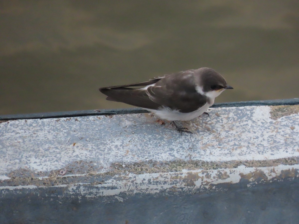 Mangrove Swallow - ML618455061