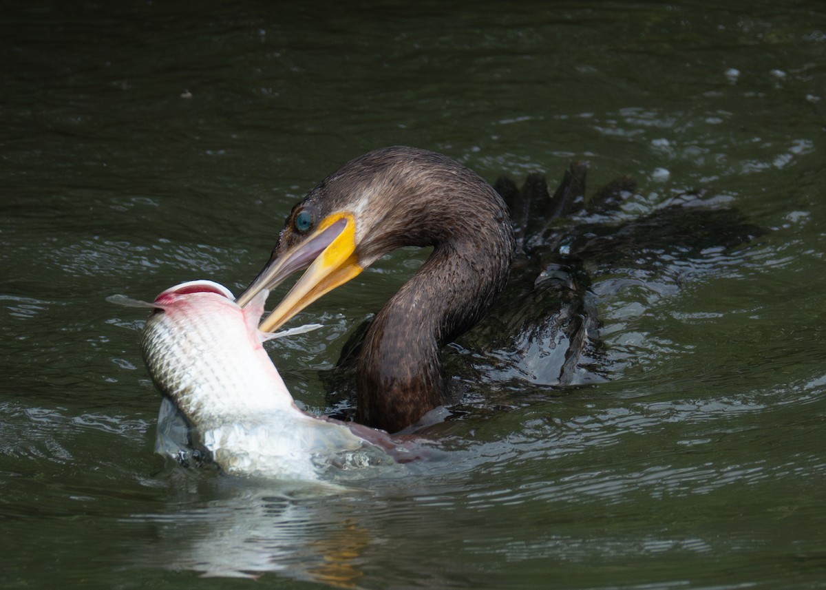 Neotropic Cormorant - ML618455063