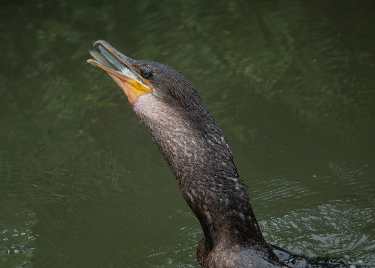 Neotropic Cormorant - ML618455068