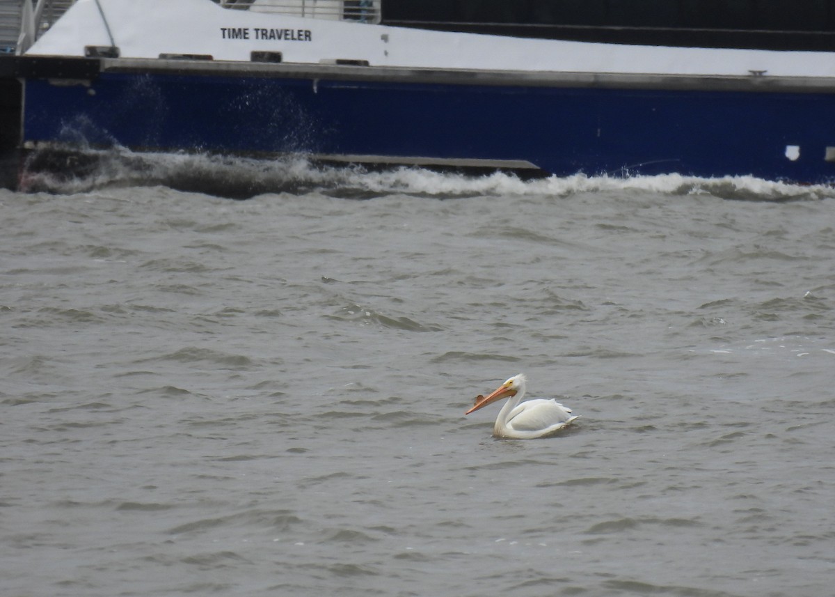 American White Pelican - ML618455069