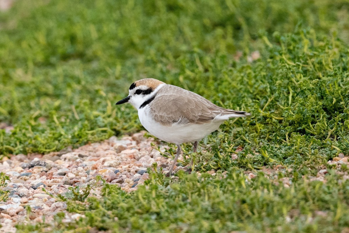 Snowy Plover - ML618455071