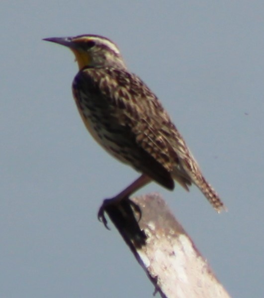 Western Meadowlark - ML618455101