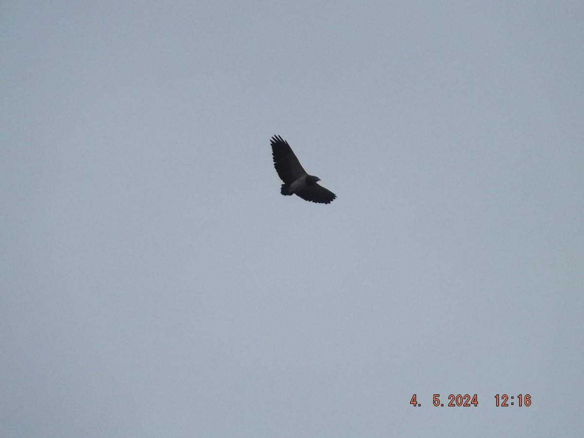 Black-chested Buzzard-Eagle - ML618455102