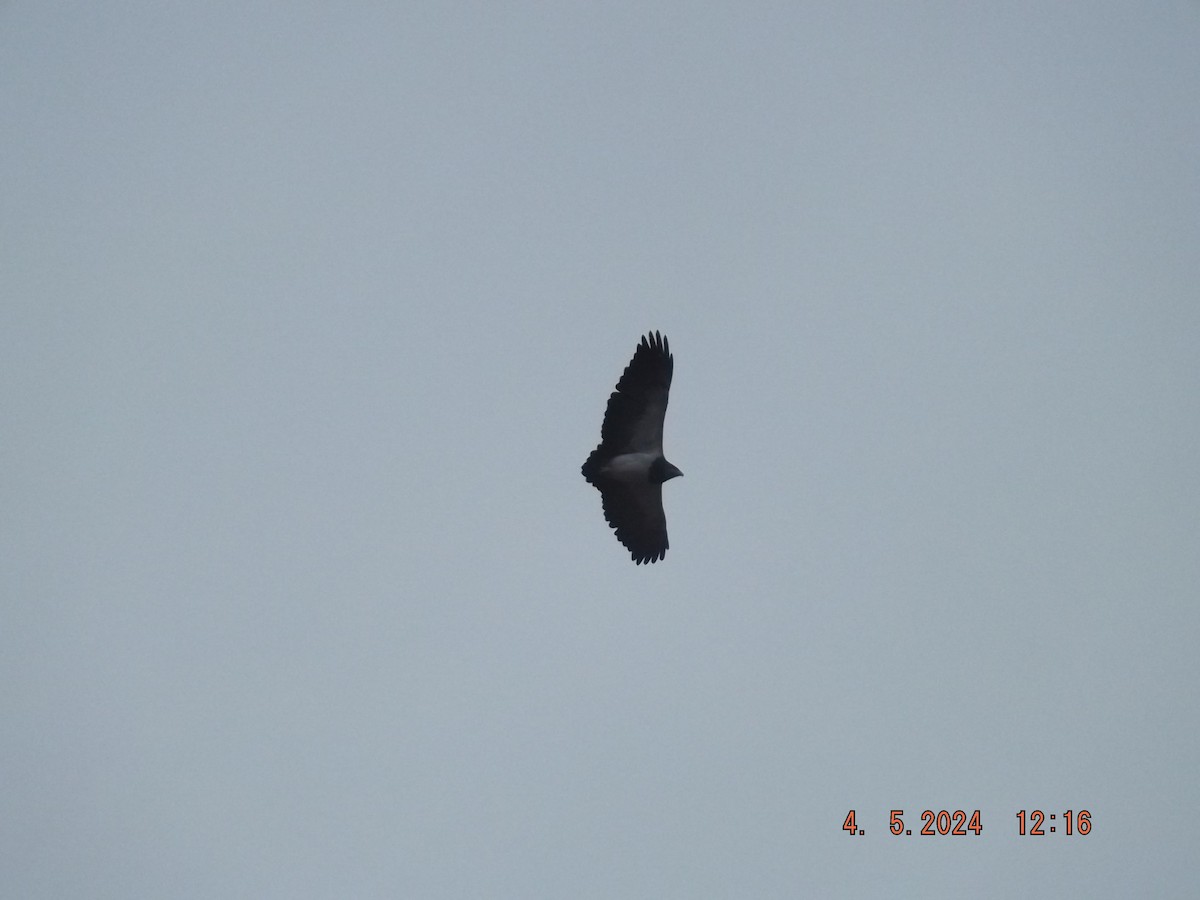 Black-chested Buzzard-Eagle - ML618455103