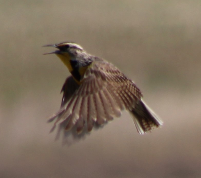 Western Meadowlark - ML618455106