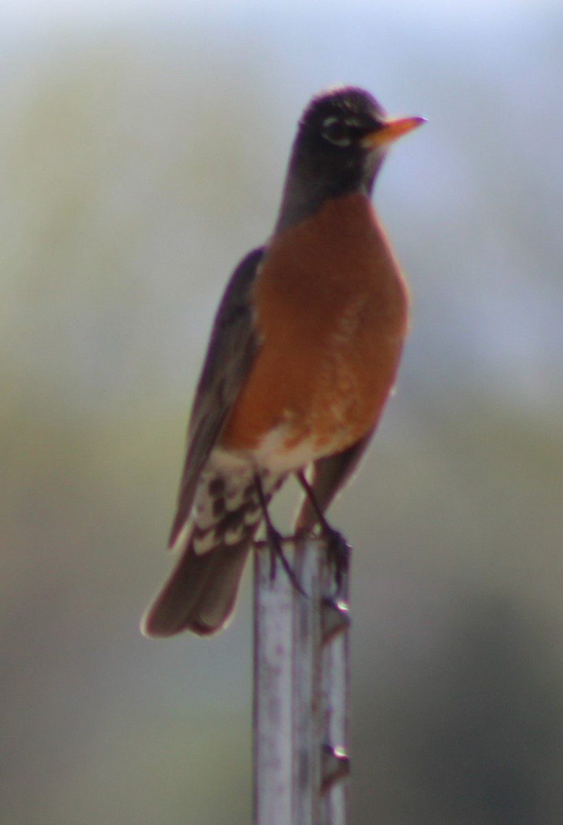 American Robin - ML618455110