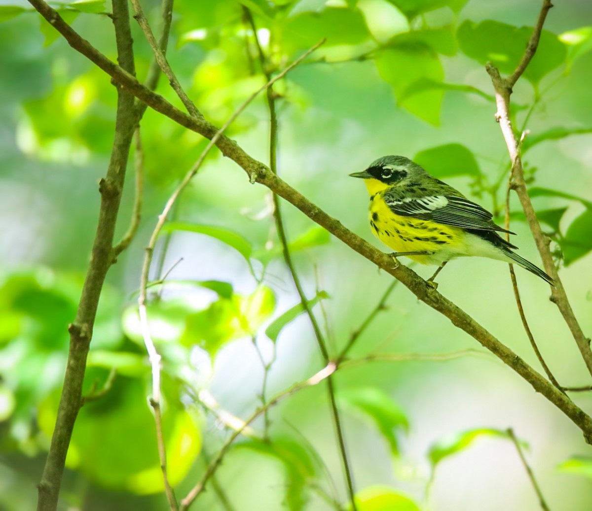 Magnolia Warbler - ML618455174