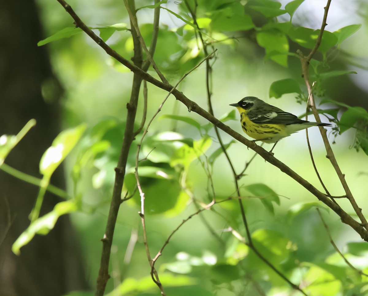 Magnolia Warbler - ML618455175