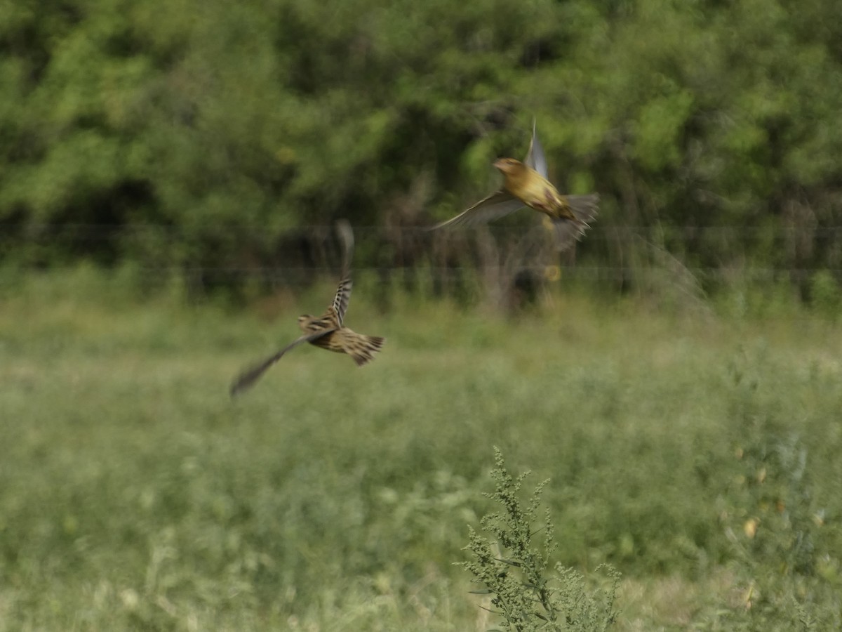 Bobolink - Christine Zamora