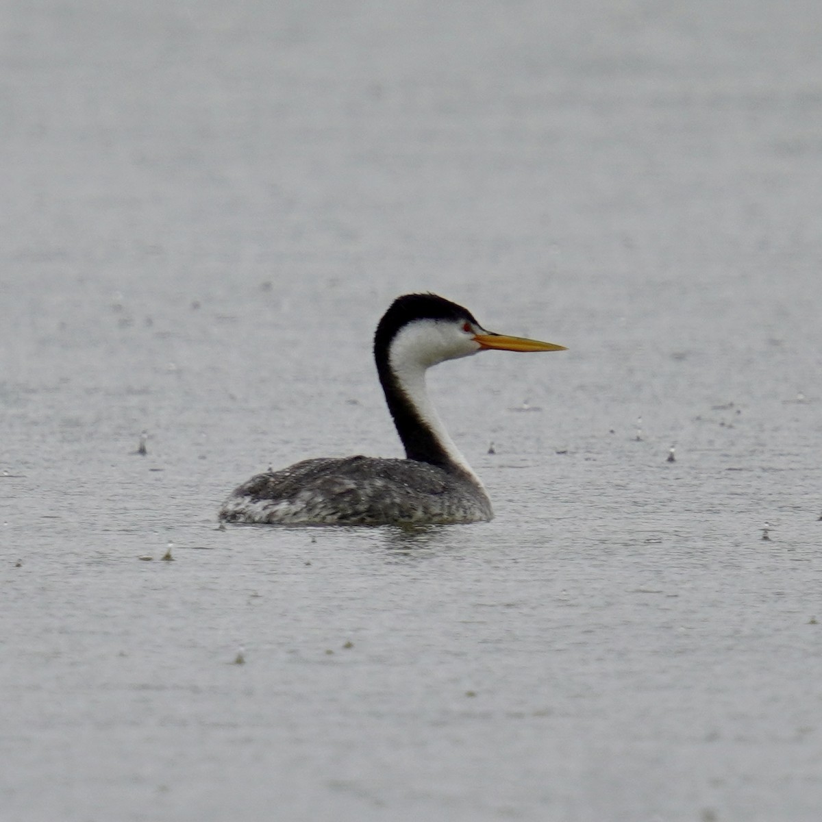 Clark's Grebe - ML618455273