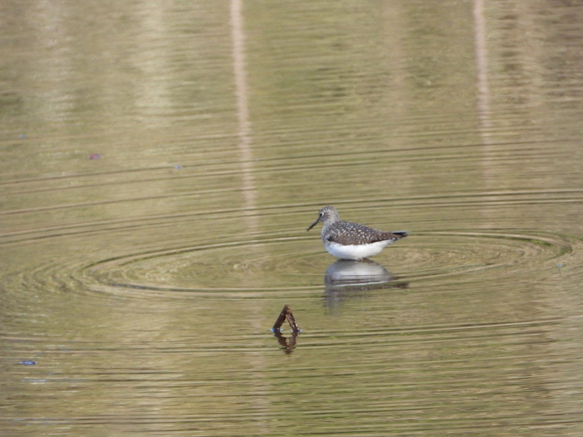 Solitary Sandpiper - Marc Roy