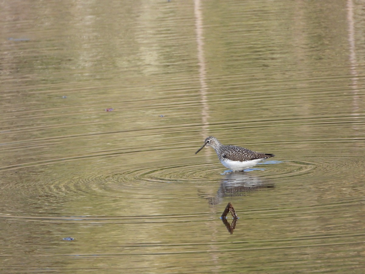 Solitary Sandpiper - ML618455364