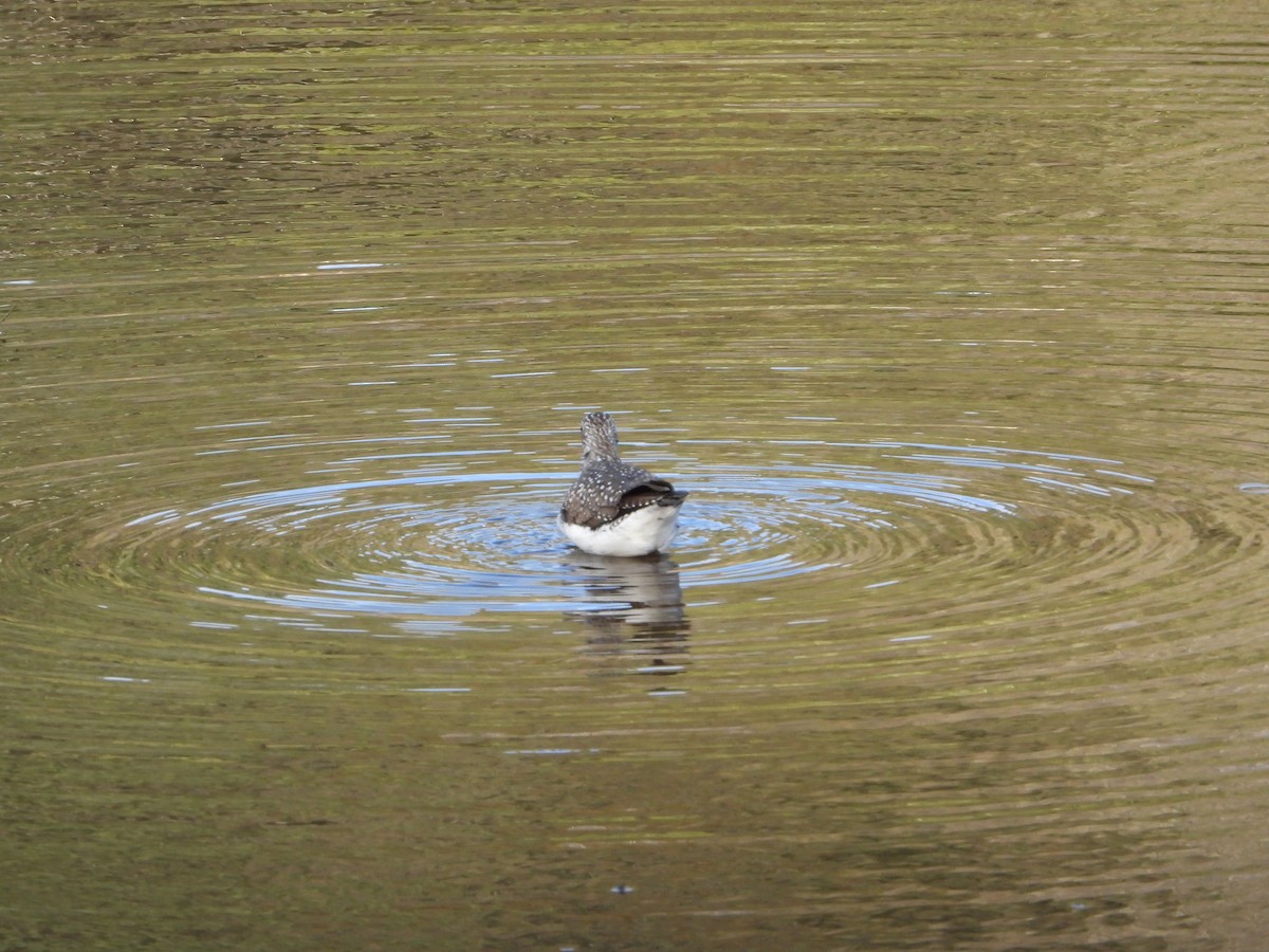 Solitary Sandpiper - ML618455367