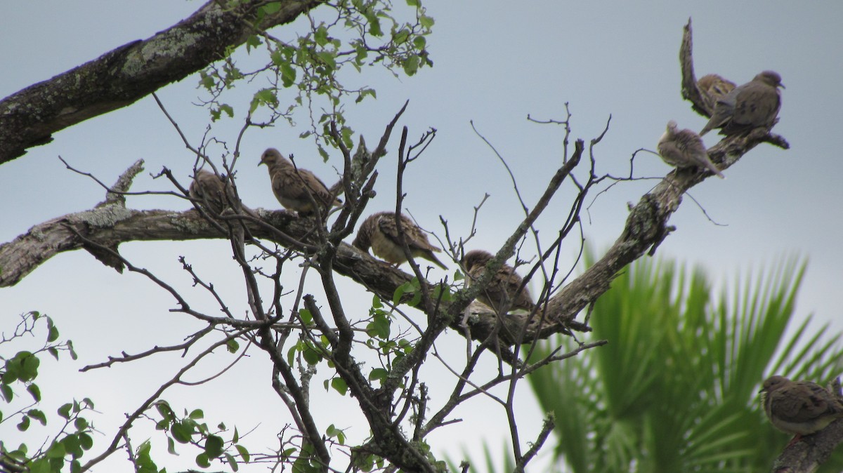 Eared Dove - ML618455397