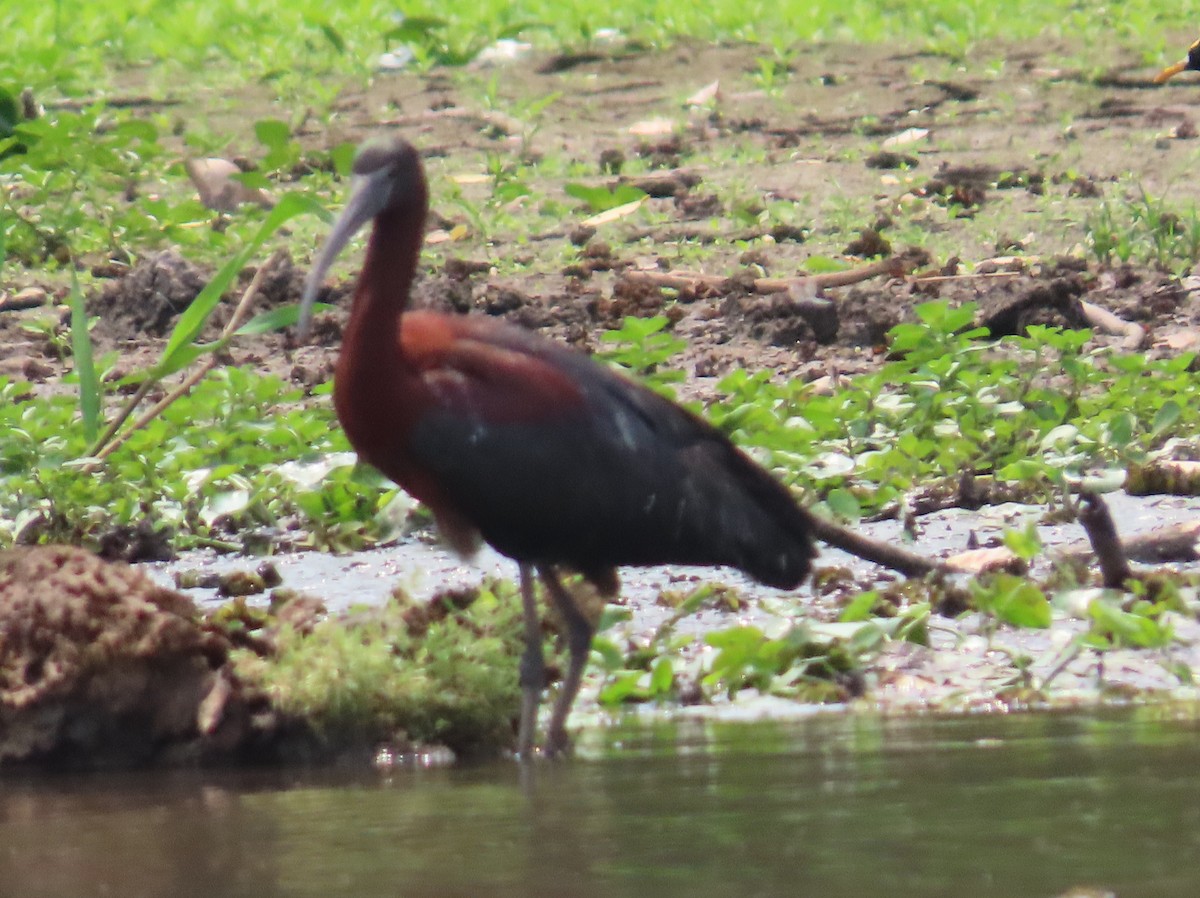 ibis hnědý - ML618455398