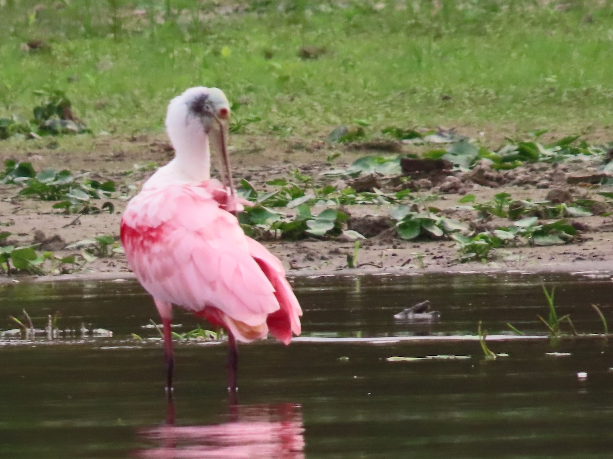 Roseate Spoonbill - ML618455410