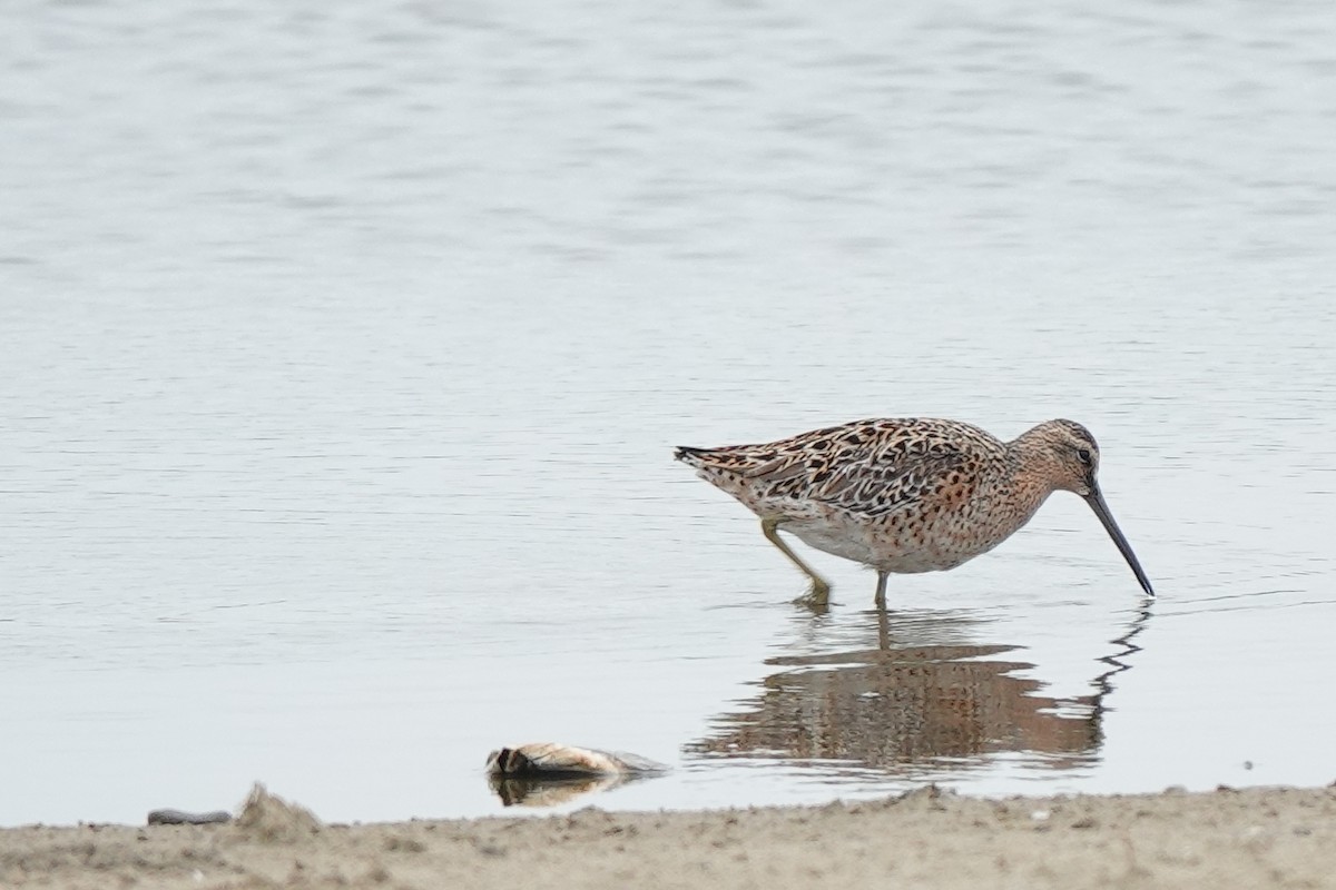 Short-billed Dowitcher - Bob Greenleaf