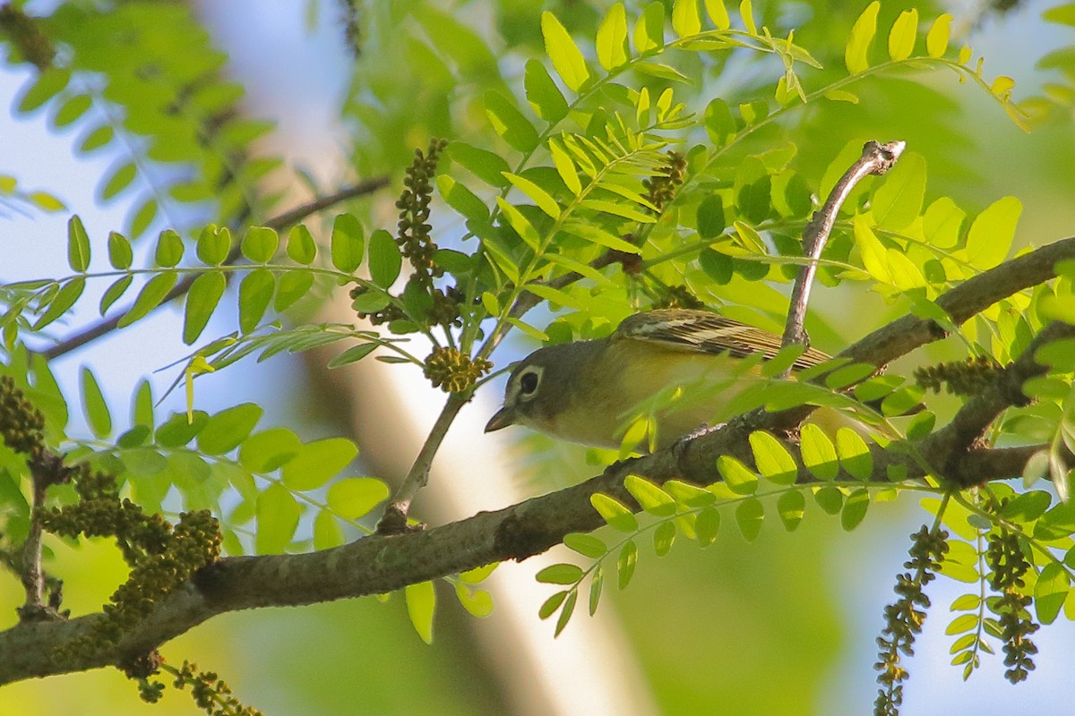 Blue-headed Vireo - ML618455459