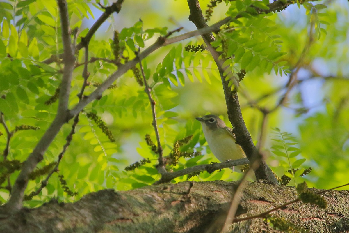 Blue-headed Vireo - Jeff Bryant