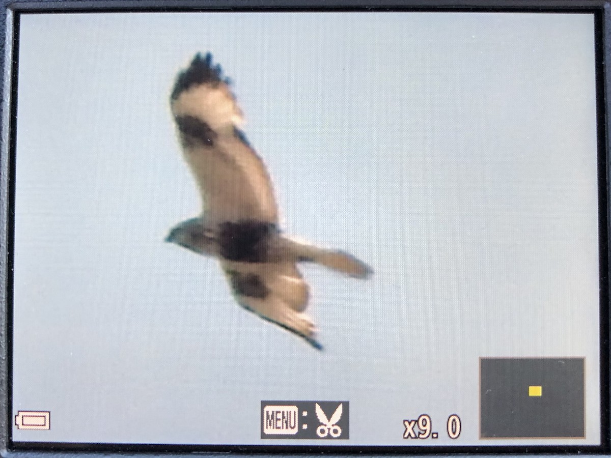 Rough-legged Hawk - ML618455483