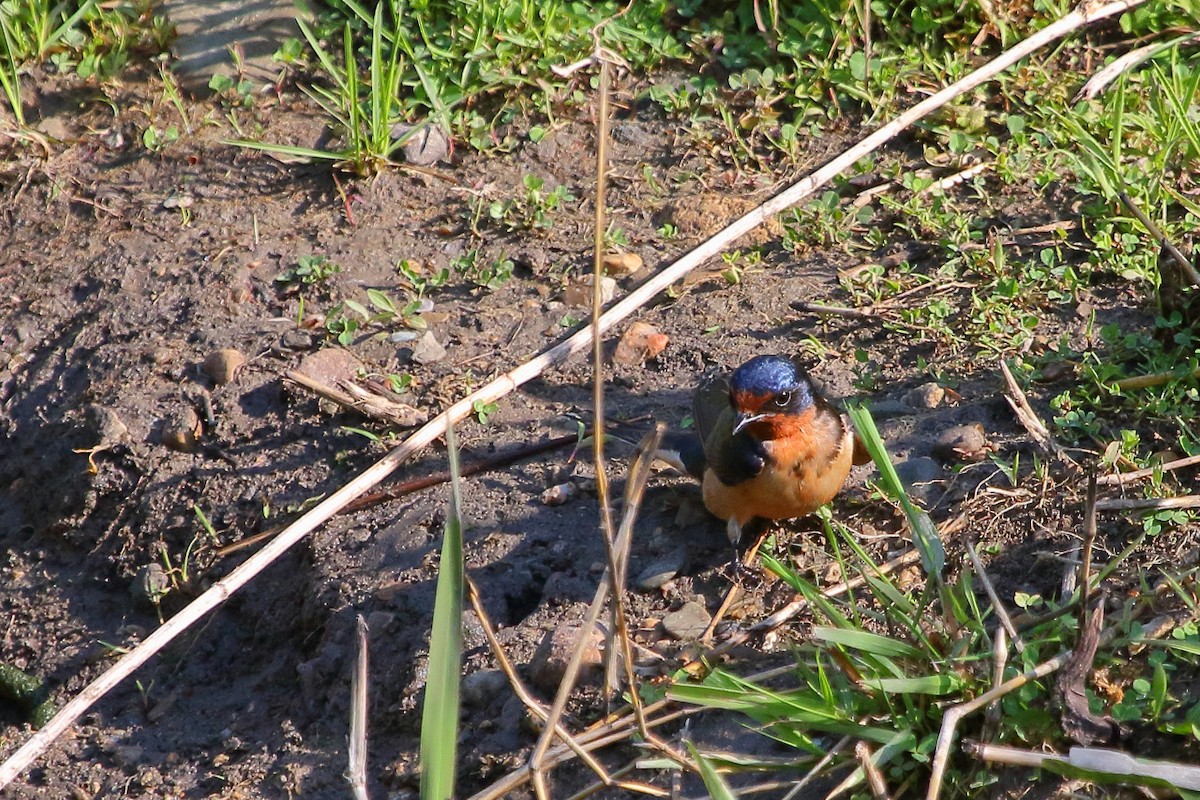 Barn Swallow - ML618455494