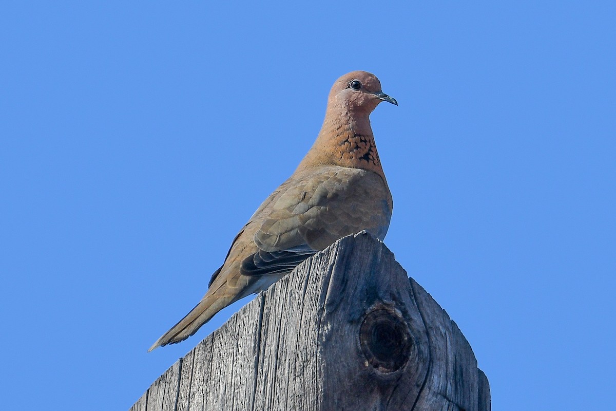 Tórtola Senegalesa - ML618455512