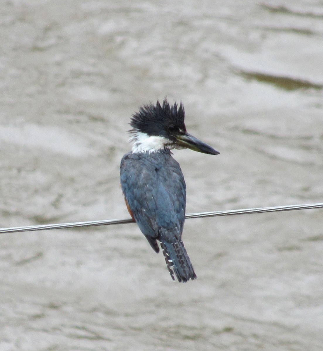 Ringed Kingfisher - Julie  Michael