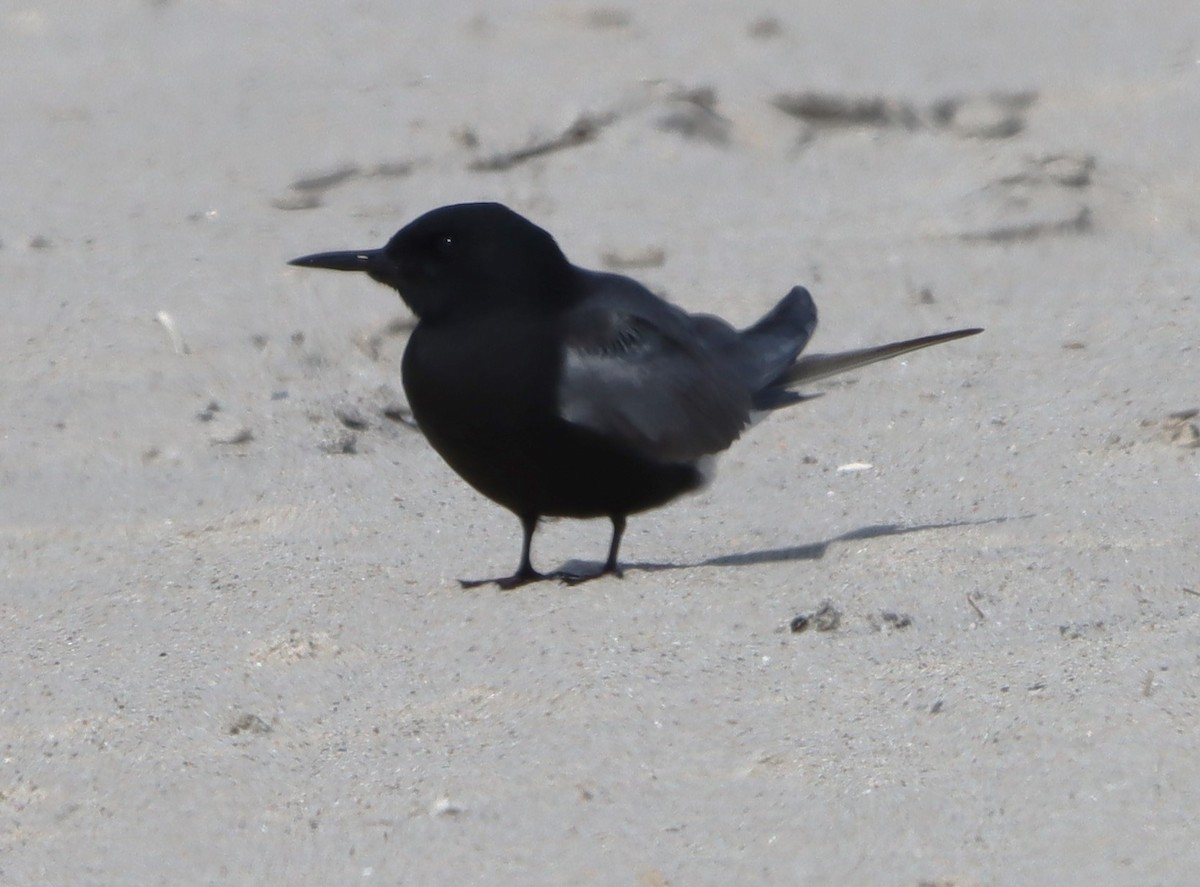 Black Tern - ML618455538