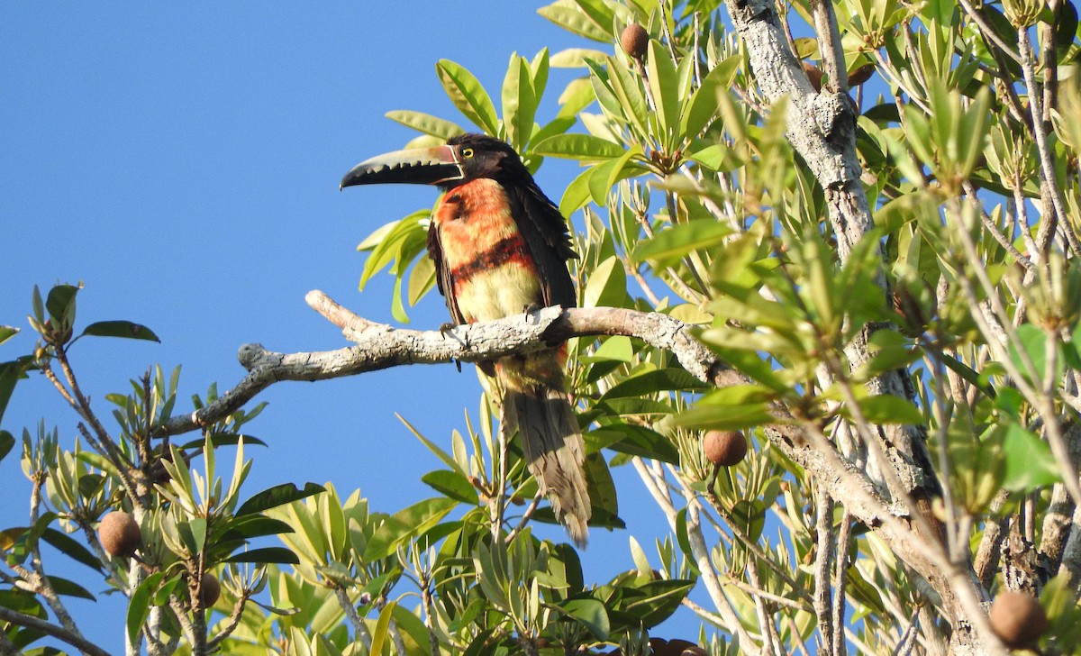 Collared Aracari (Collared) - ML618455564