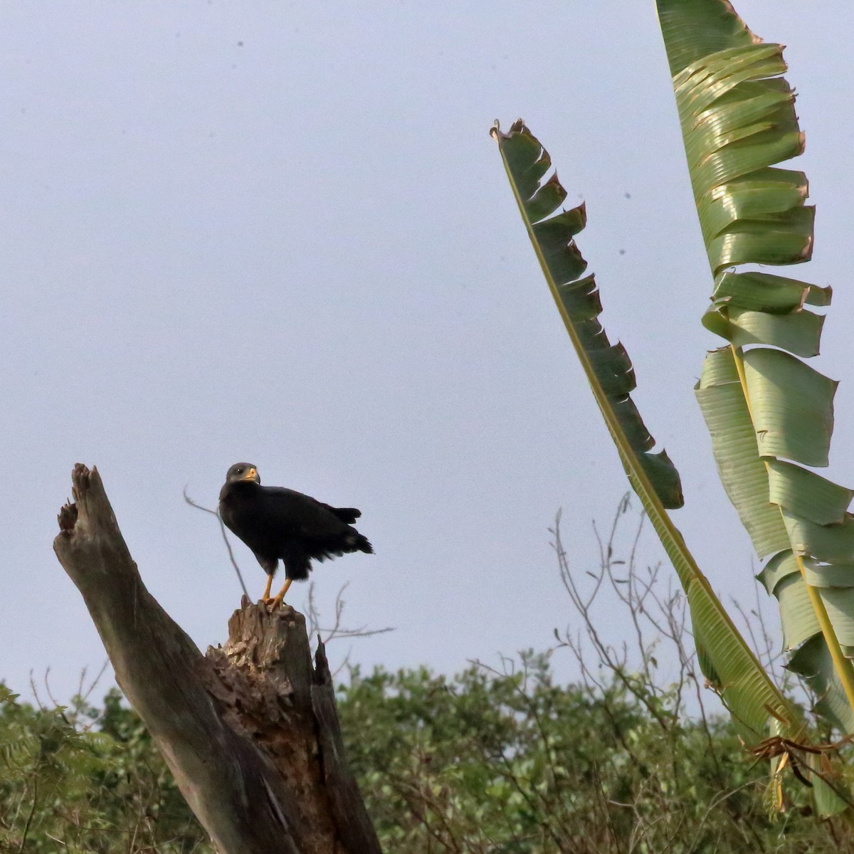 Yellow-headed Caracara - Susan Hunter