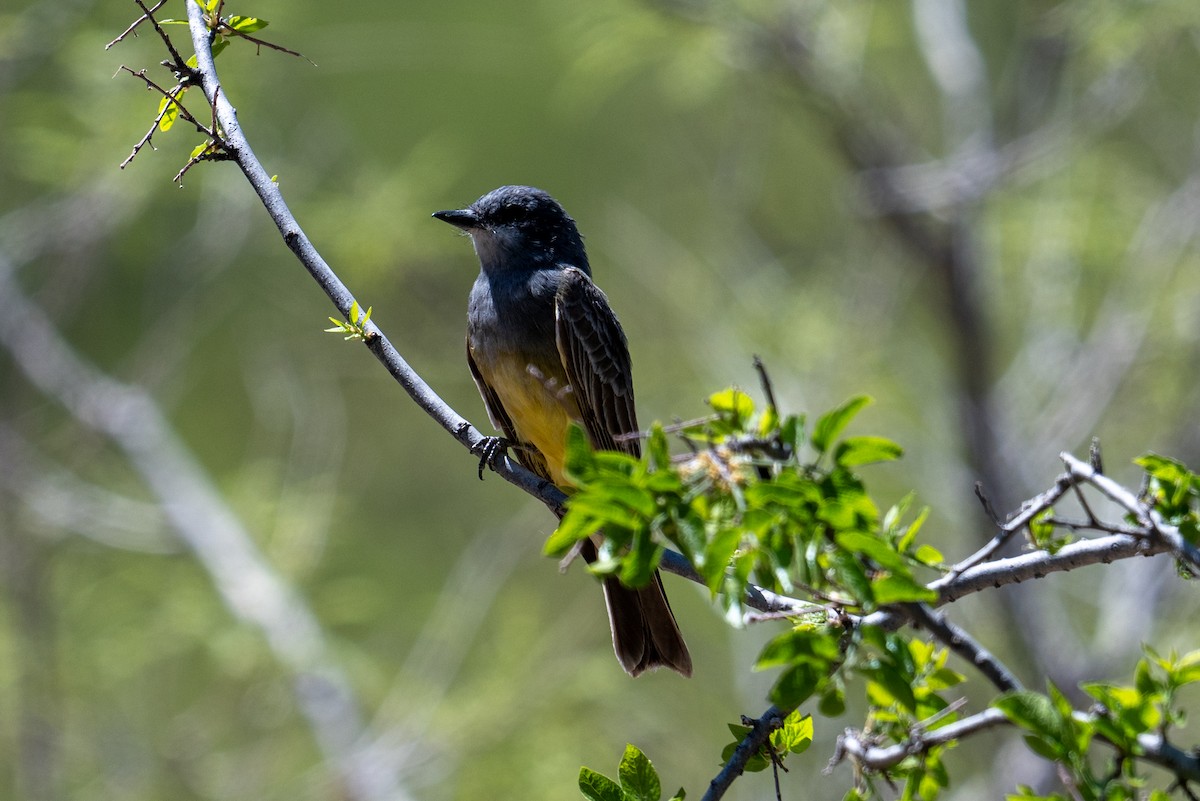 Cassin's Kingbird - ML618455582