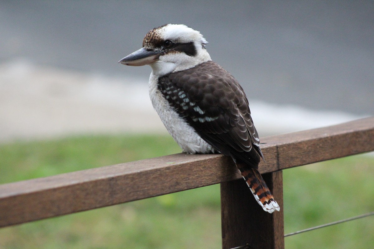Laughing Kookaburra - ML618455586