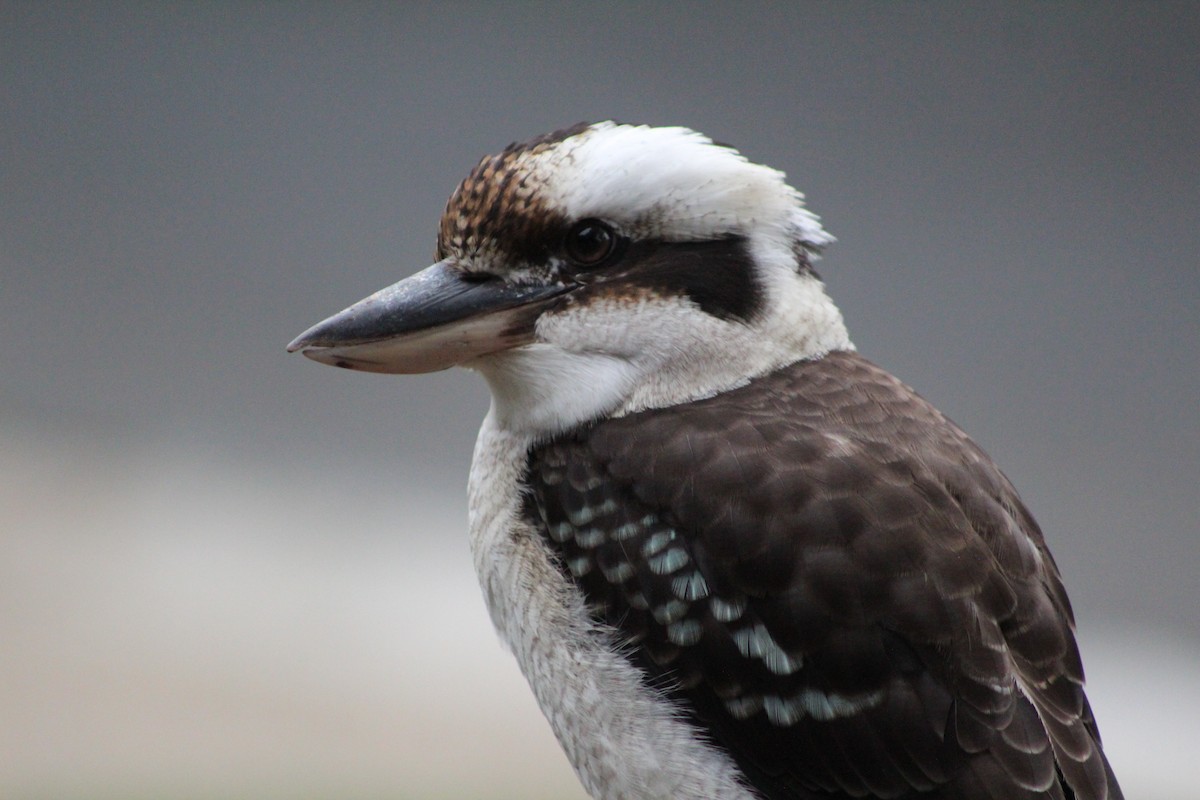 Laughing Kookaburra - ML618455587