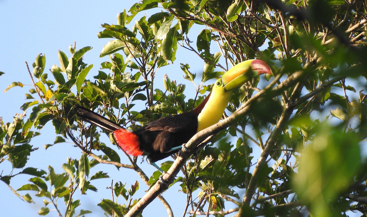 Keel-billed Toucan - Anuar López