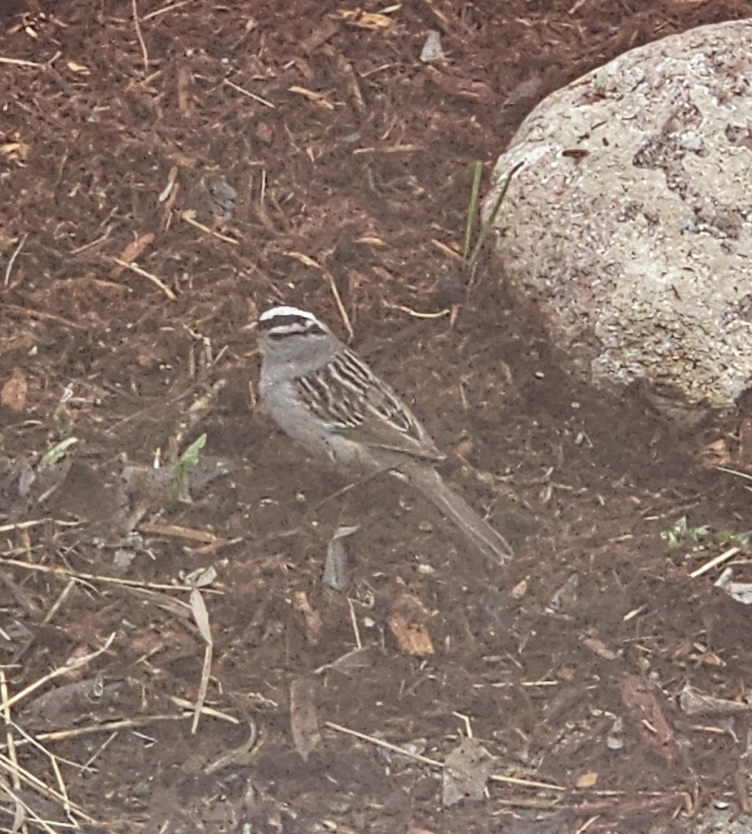 White-crowned Sparrow - ML618455594