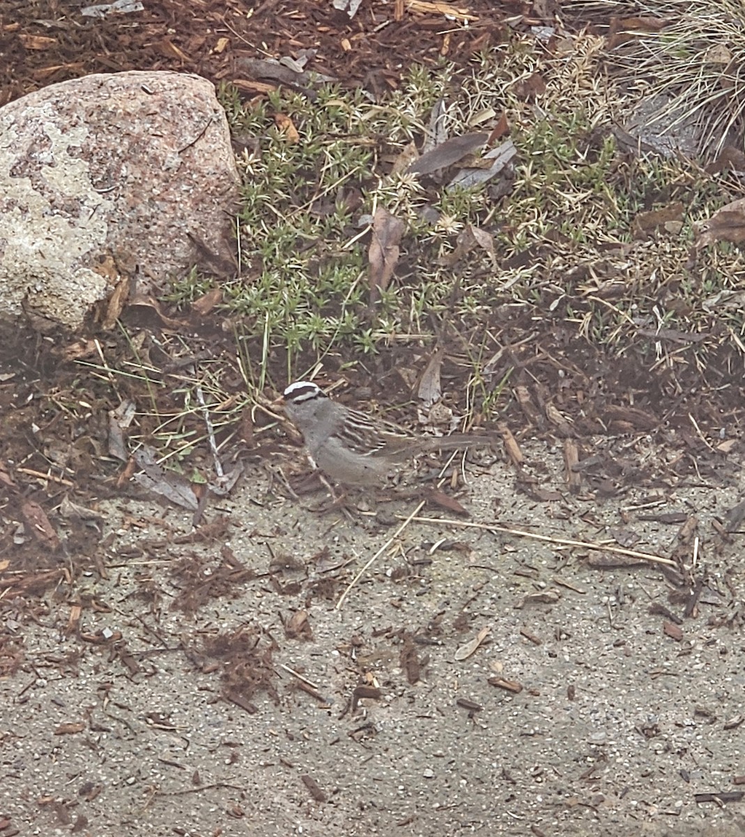 White-crowned Sparrow - ML618455595